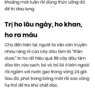 Cây dâu tằm bầu đất( đang trái)
