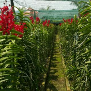 Lan Mokara cây giống màu đỏ