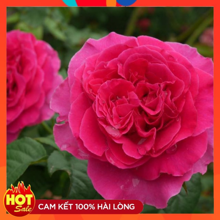 Hoa hồng ngoại Leo Kate Rose  có hương thơm có 1 – 0 – 2 , rất hiếm có giống hồng nào sánh bằng.⛑️