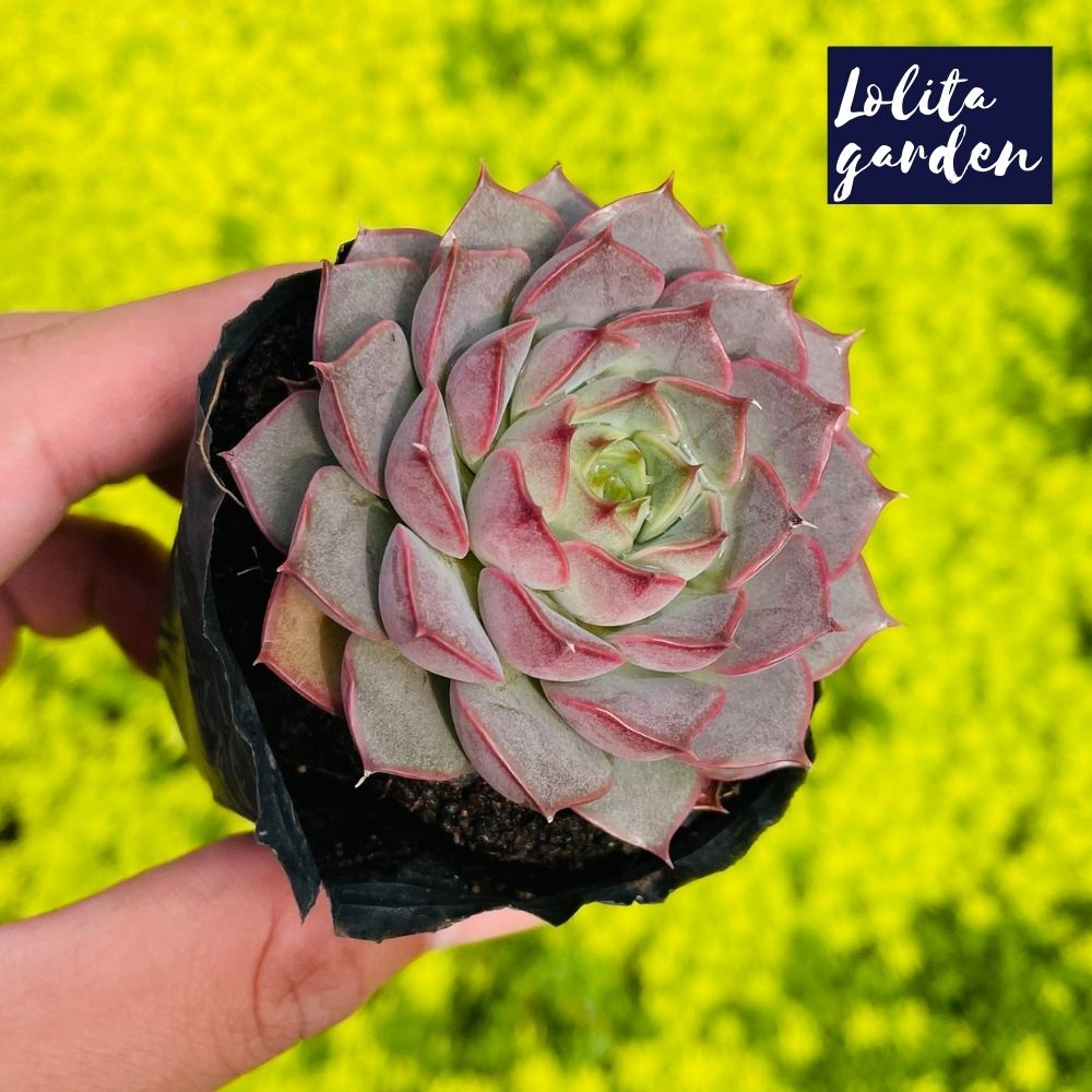 Sen đá hoa hồng đỏ Đà Lạt size bé cây cảnh trang trí nhà cửa Lolita garden