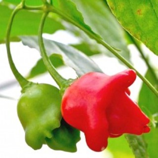 Hạt giống ớt hoa hông năng suất cao , gói 30 hạt