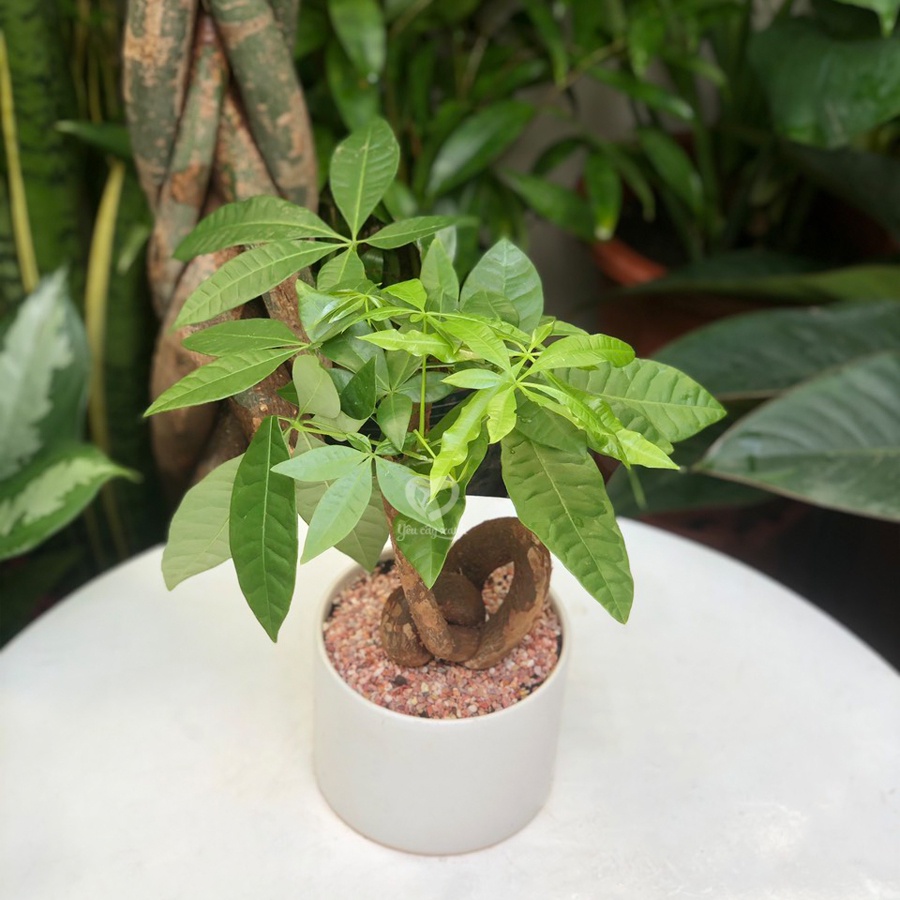 Cây Kim Ngân Nơ để bàn chậu men sứ (lọc không khí, cây phong thuỷ)