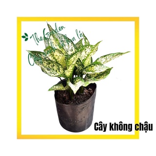 Cây Ngọc Ngân chậu nhựa