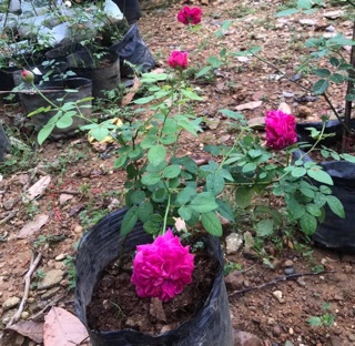 Hoa hồng William Shakespeare 2000 rose