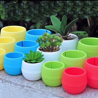 Chậu cây cảnh mini