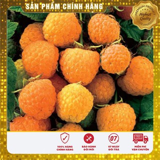 Hạt Giống Mâm Xôi Vàng(10 hạt)