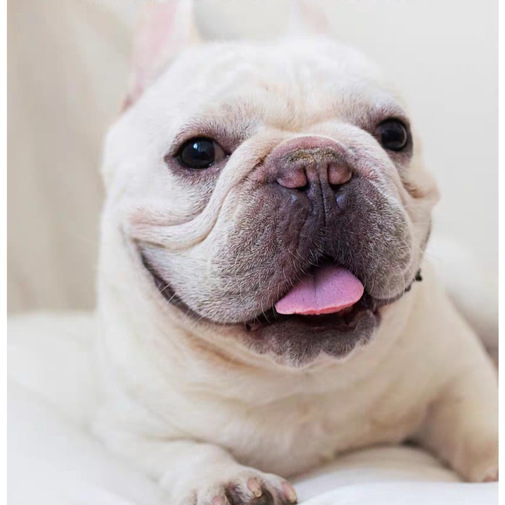 Xịt Khử mùi kháng khuẩn Bioline Deodorizing Spray cho chó mèo 500ml - CHÍNH HÃNG