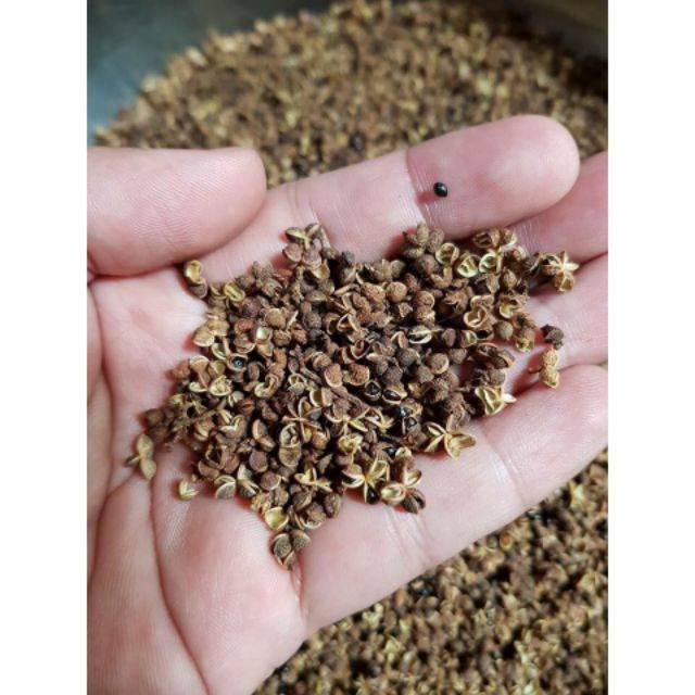 Mắc Khén Đã Rang Say Sẵn (100-200-500g)