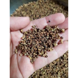 Mắc Khén - gia vị đặc sản vùng tây bắc