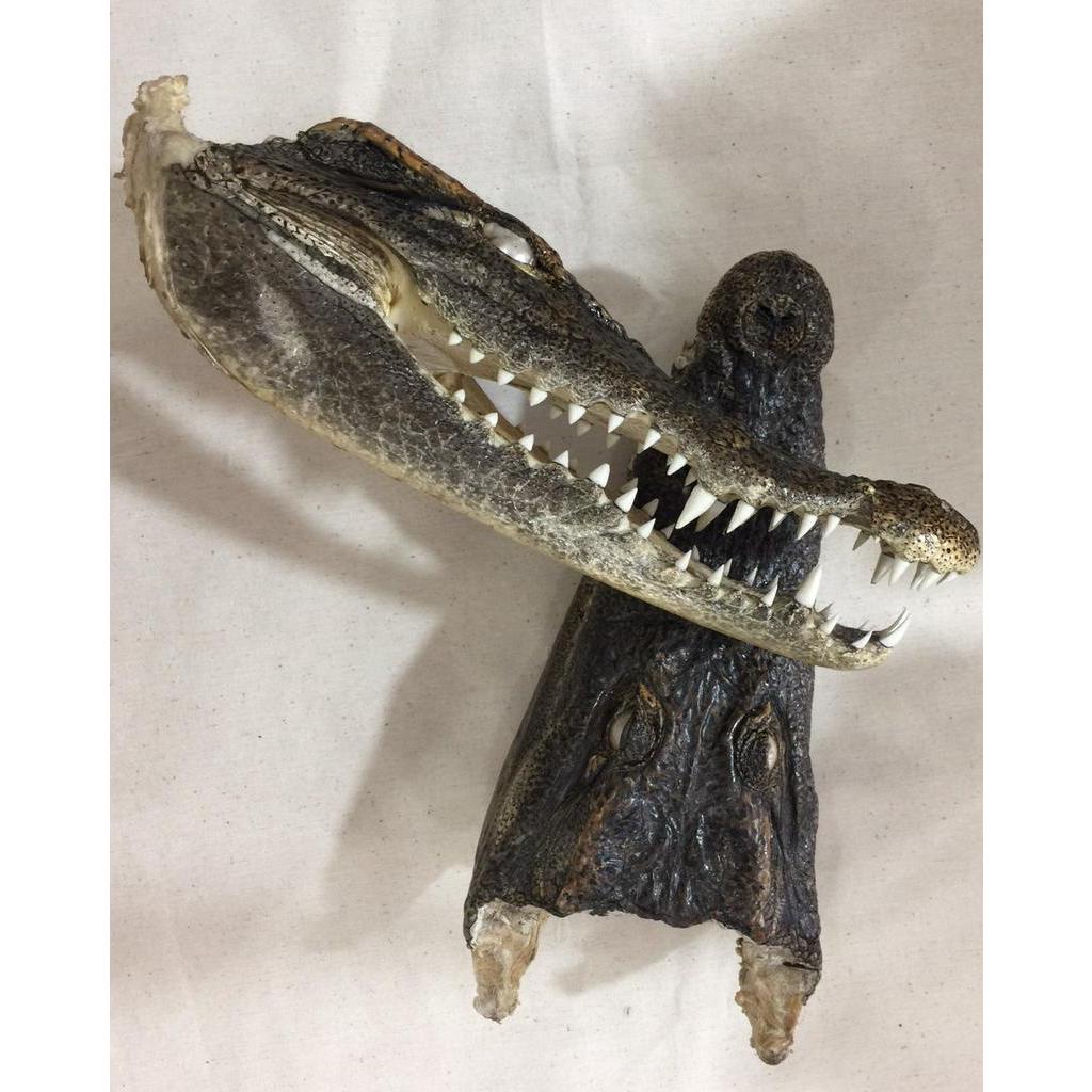 Đầu cá sấu trưng bày phòng khách , bàn làm việc