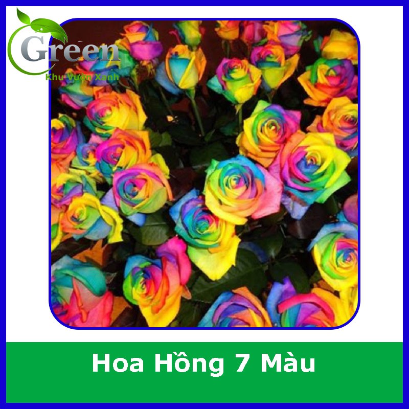 Hạt Giống Hoa Hồng 7 Màu (20H)