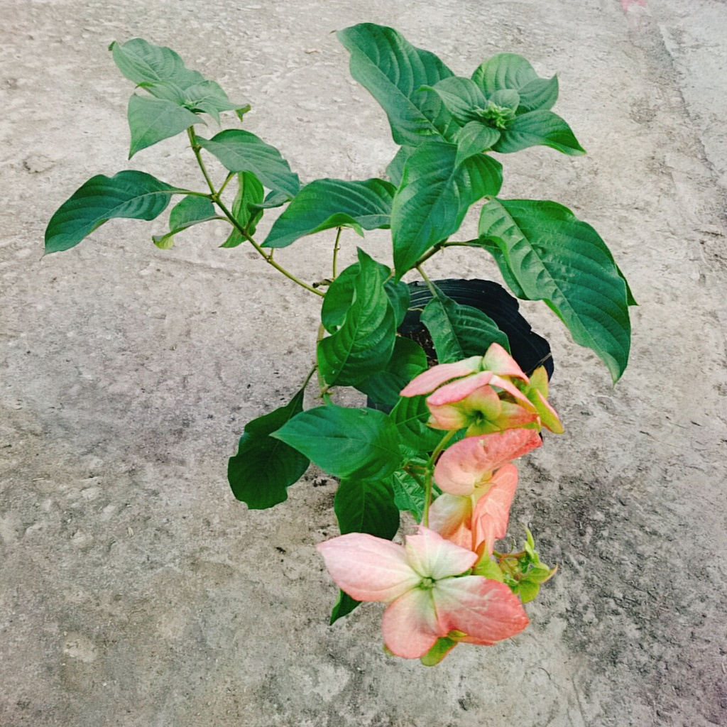 Cây Bướm Hồng - cây cảnh trong nhà