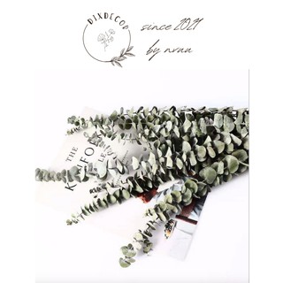 5 Cành Bạch Đàn Lá Tròn Khô - Khuynh Diệp Khô Trang Trí - Lá Táo Eucalyptus