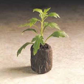 10 viên nén sơ dừa ươm mầm