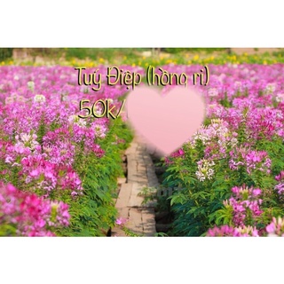 Hạt hoa Tuý Điệp