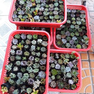 Combo sen đá (8k /1 cây rổ 50 cây) 400k đủ loại