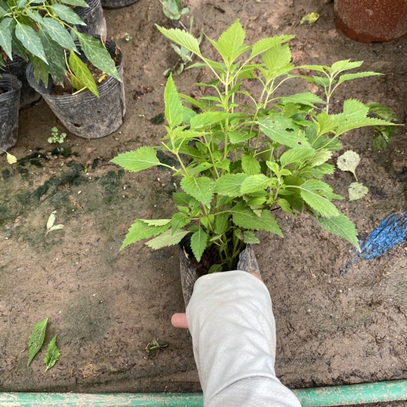 Cây rau kinh giới trồng bịch đen xum xuê nhiều ngọn dùng làm gia bị trong món ăn hằng ngày