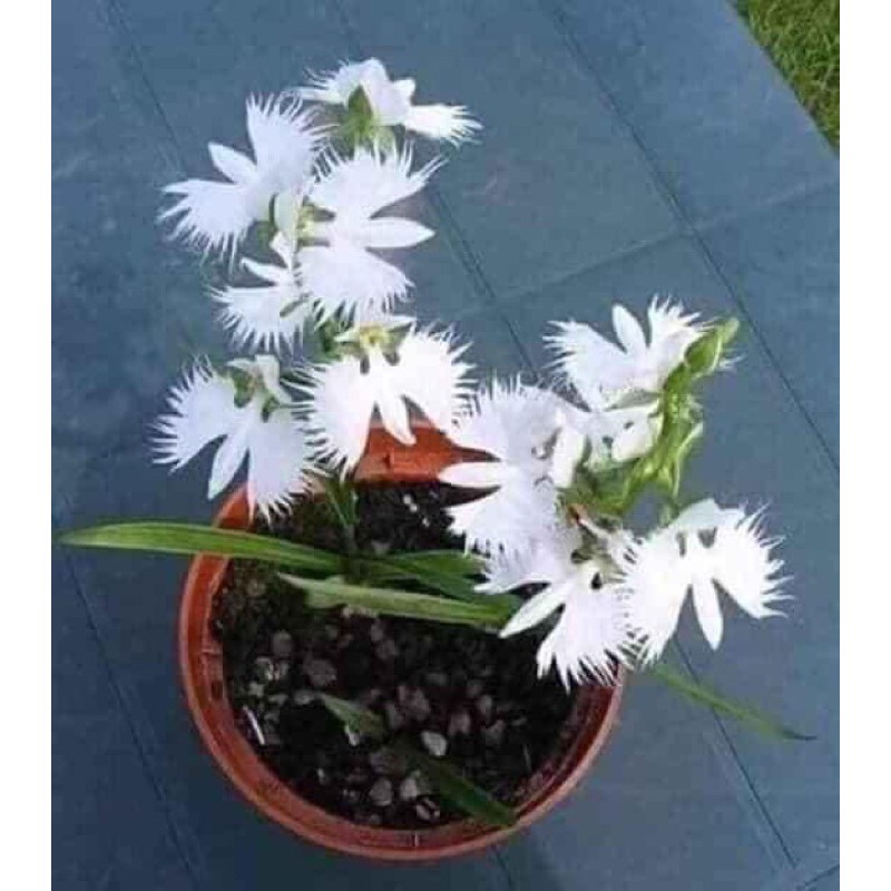 🍀HÀNG ĐẸP🍀Hoa Lan Bạch Hạc Hải Âu hoa tết