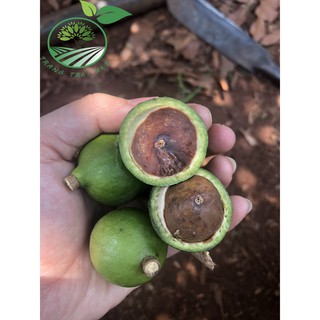 Hạt macca sấy Đắk Lắk loại cao cấp ( có dụng cụ tách hạt kèm theo).
