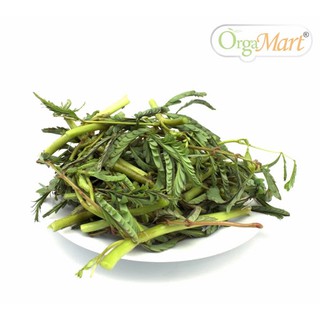 Hạt Giống Rau Nhút (Rau Rút)
