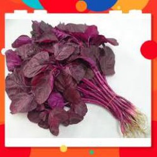 Hạt giống rau dền đỏ cao sản gói 50 gram