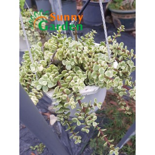 Sen Đá Đô La Chậu Treo To