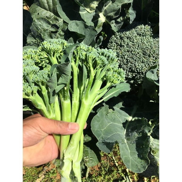 100H - #Hạt_Giống_Súp_Lơ_Baby_Xanh (tặng kèm phân bón kích mầm)