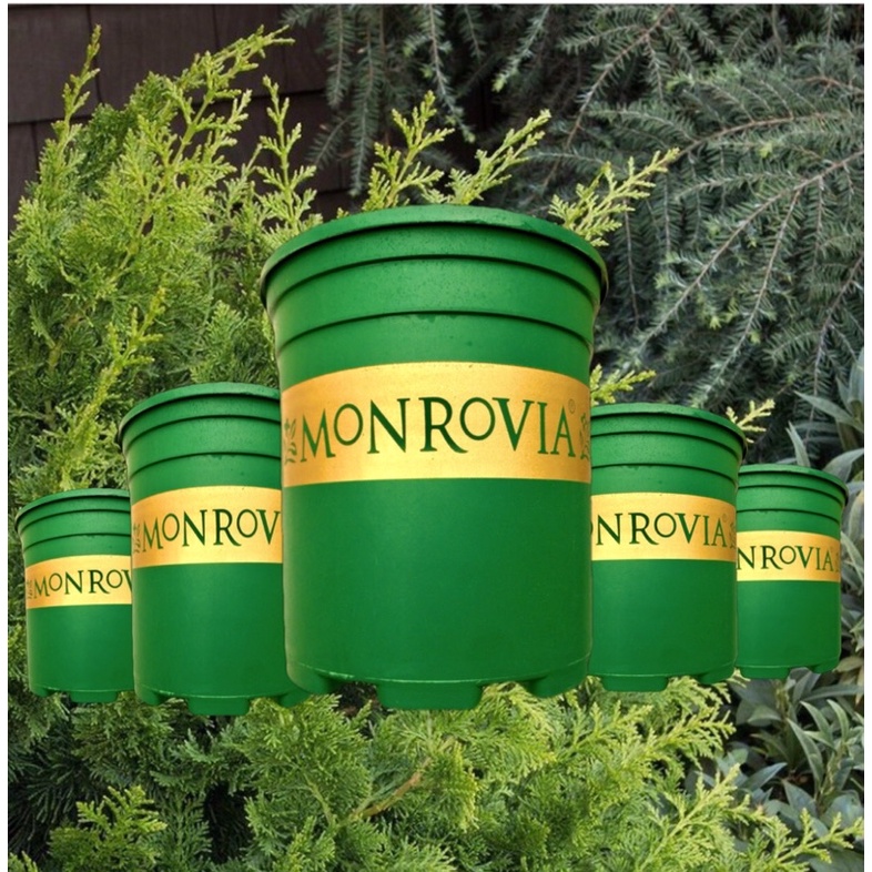 chậu nhựa trồng hoa cây cảnh monrovia mua combo sẽ tiết kiệm nhiều