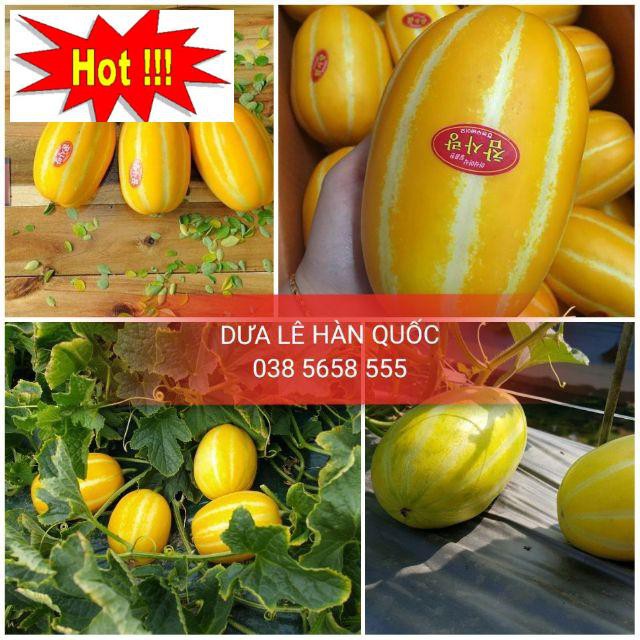 Hạt giống cây Dưa lê vàng Hàn Quốc (10 hạt)