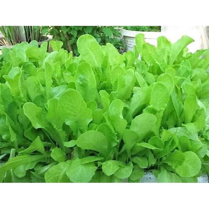 Hạt giống xà lách ăn non