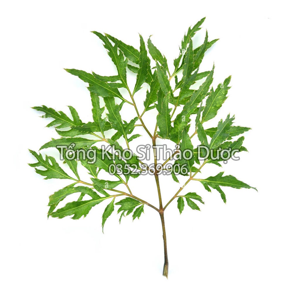 Lá đinh lăng khô 1kg (Trà đinh lăng thanh lọc cơ thể, hỗ trợ mất ngủ)