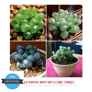 68A Hạt giống Sen đá Kim Cương (20 hạt)