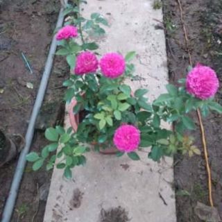 Cây triết hoa hồng ngoại