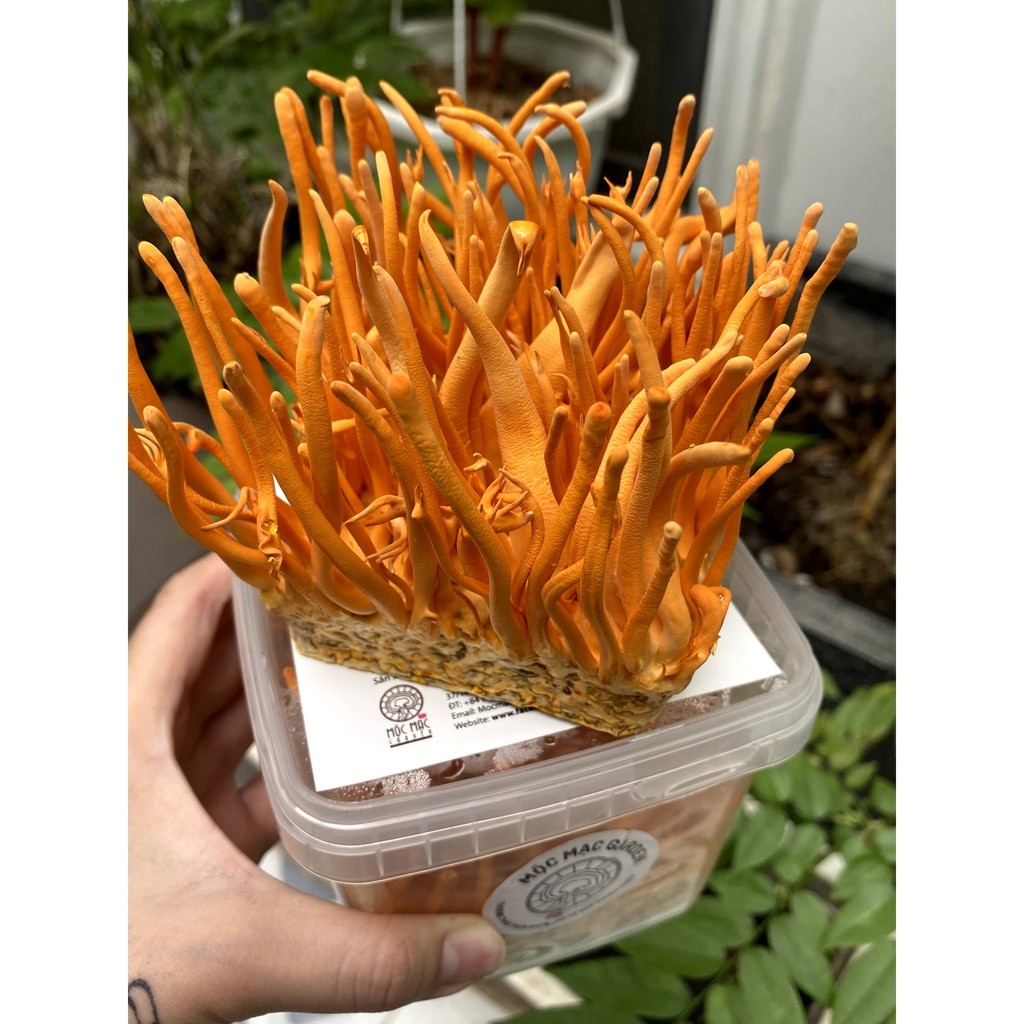 Combo 2 Hộp 25gr Đông trùng hạ thảo sấy thăng hoa MMG Kèm túi giấy | BigBuy360 - bigbuy360.vn