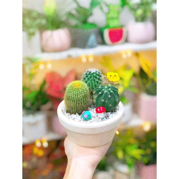Sen đá - Xương rồng mix tiểu cảnh