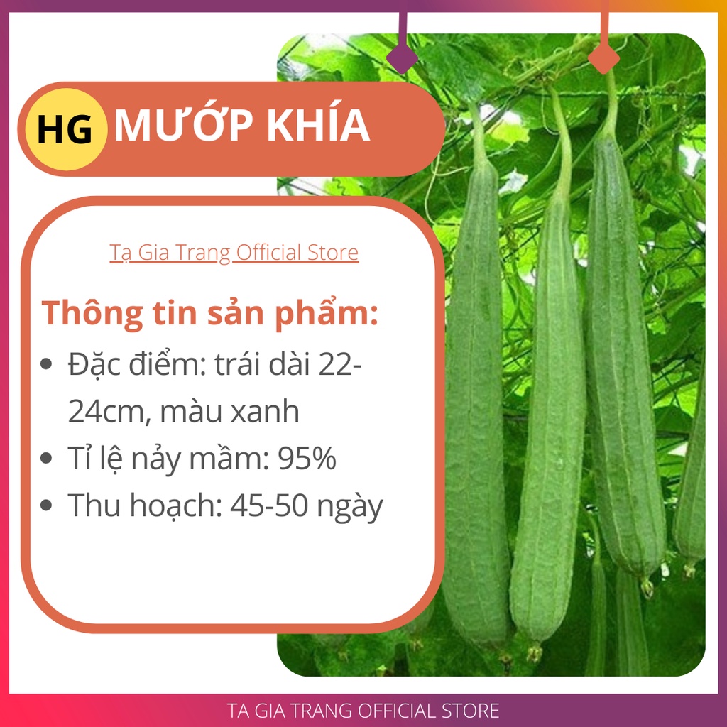 Hạt giống mướp khía Thái Lan - Hạt chuẩn F1, thu hoạch sau 40-45 ngày