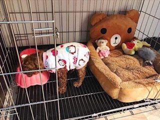 Nệm hình thú cho cún mèo 🐼🐶🐯🐸