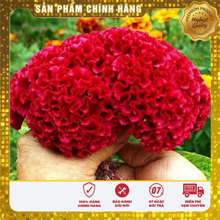 Hạt giống hoa Mào gà bua may mắn Lucky seeds