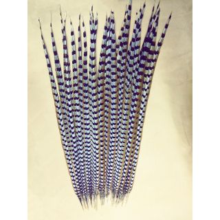 Lông chim phong thủy - Lông chim trĩ độ dài 45cm đến 105cm