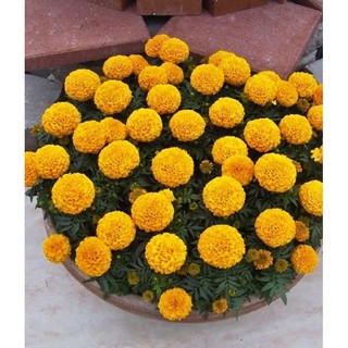Hạt giống hoa Vạn thọ