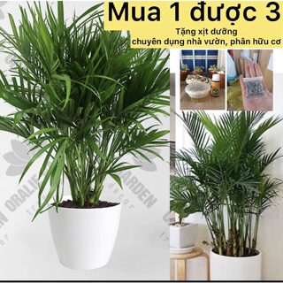 Cây cau phú quý cây phong thủy hạp mạng mộc caykiengsadec