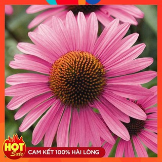 Hạt giống hoa cúc trái thông