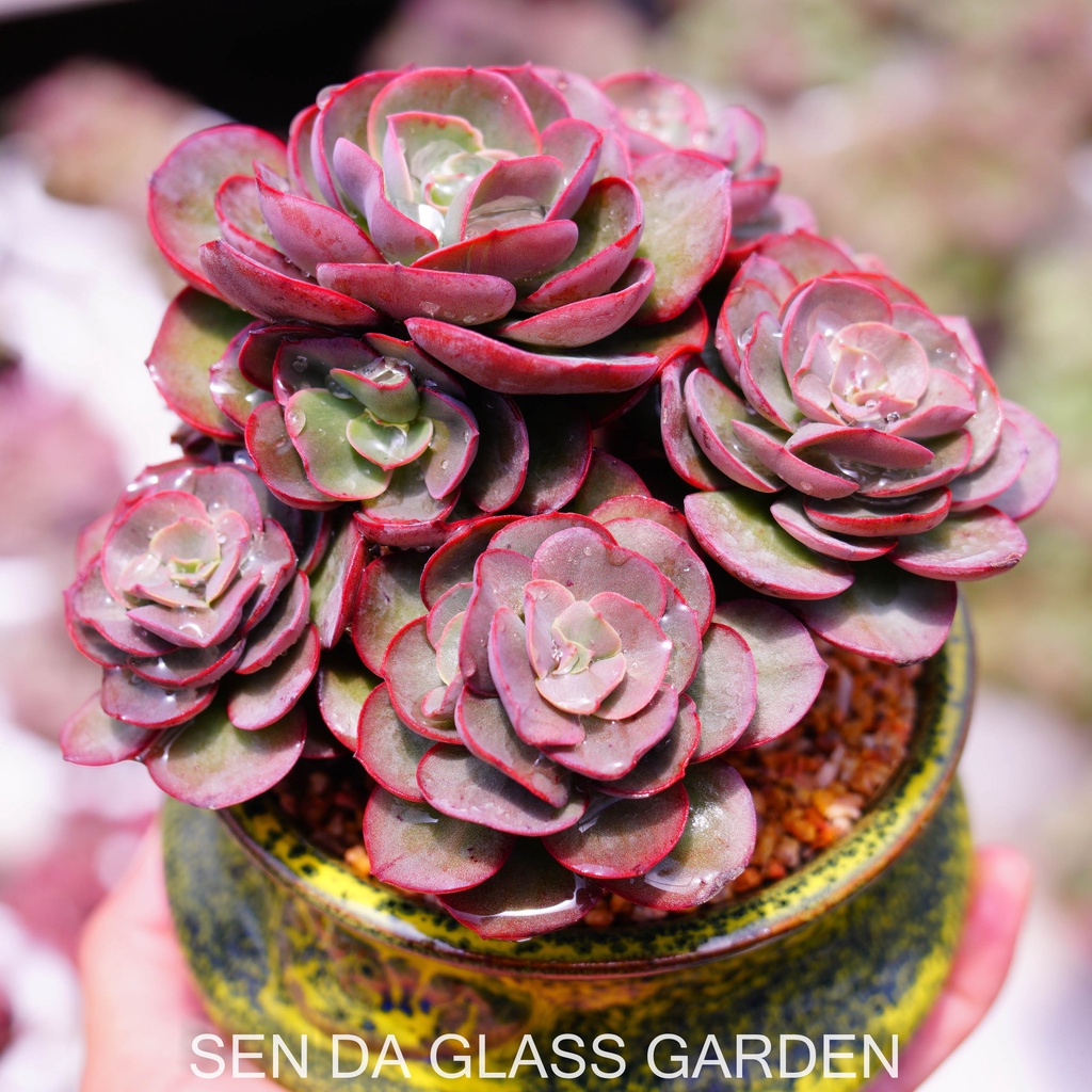 Sen đá Bắp Cải  Suyon Gốc Thụ nhiều đầu, trồng chậu gốm Hàn Quốc - Bao Khỏe- Thuần khí hậu Đà Lạt - Lỗi 1 đổi 1