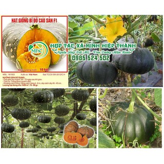 Sale off Hạt giống bí đỏ cao sản cực đẹp.