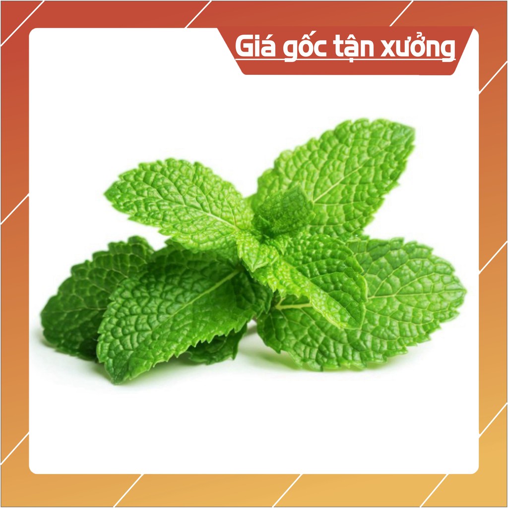 0.1g Hạt Giống Húng Bạc Hà (Hàng Loại 1)