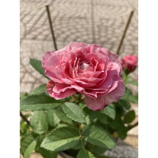 Hồng Tezza hồng