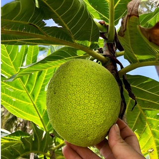 Cây giống sake