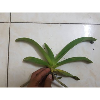 Lan đai châu rừng 1 cây