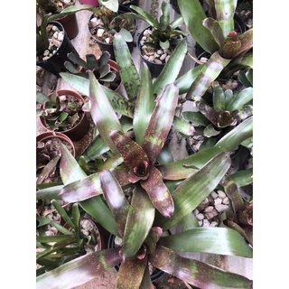 Dứa màu nam mỹ ( size trung 25-35cm)
