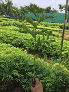 Combo 10 cây sưa đỏ giống